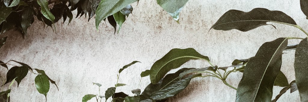 frebagliati's profile banner image