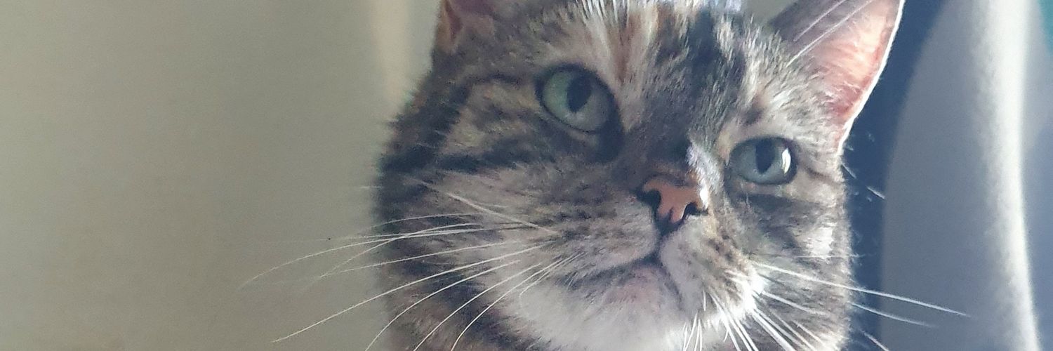 PaddyO2178's profile banner image