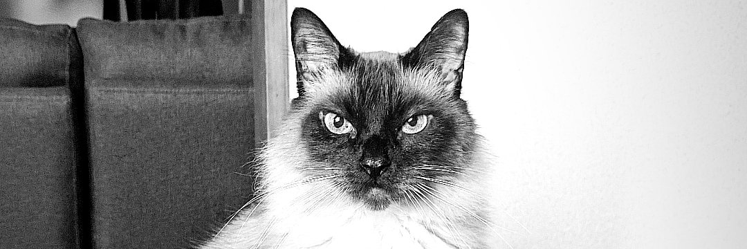 Renato Sugimoto banner