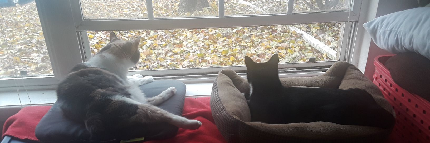 Cherri 🌊😸😸♍ banner