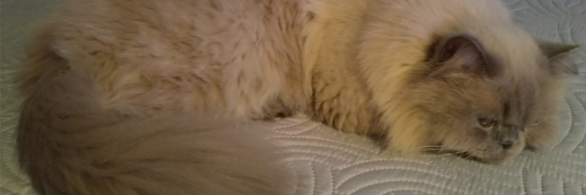 mamasier's profile banner image