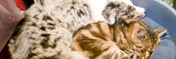 𝚁𝚒𝚌𝚑𝚊𝚛𝚍 𝙷𝚒𝚕𝚕 banner