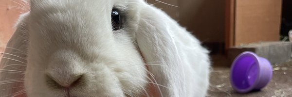 _AceRabbit Profile Banner