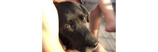 robert hagman banner