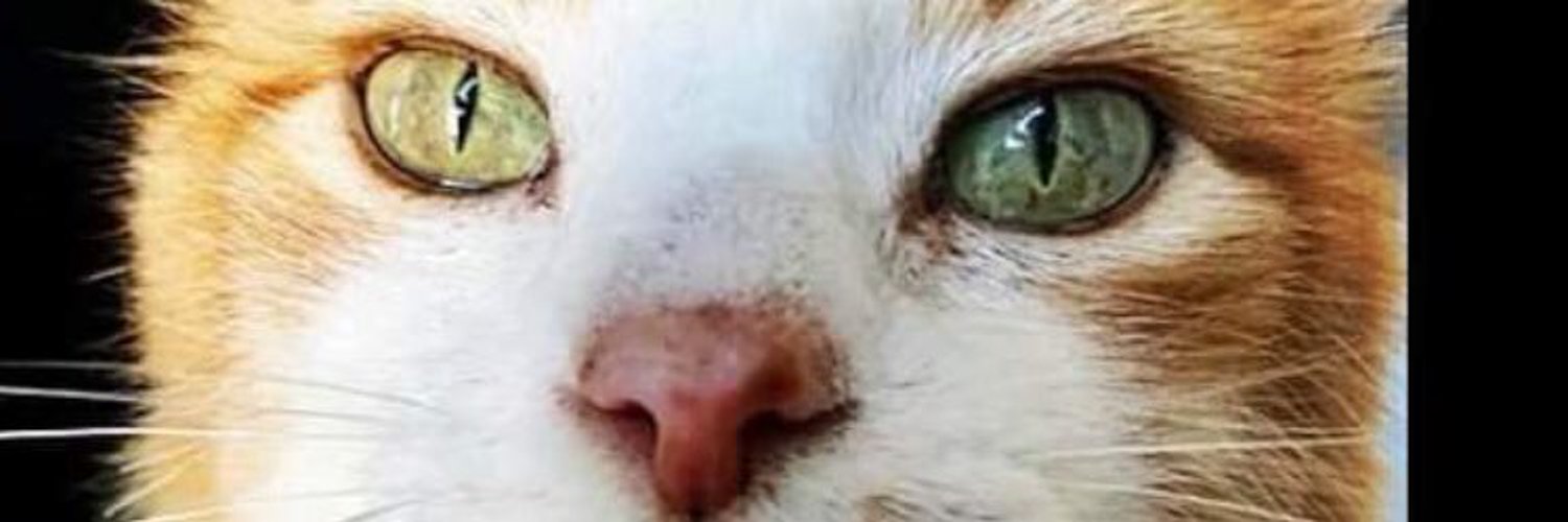 I Am Kitty genderneutral cat Read my book! (Samanth60702644