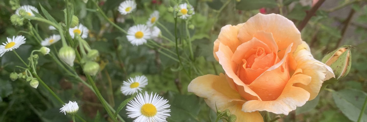 pernickety's profile banner image