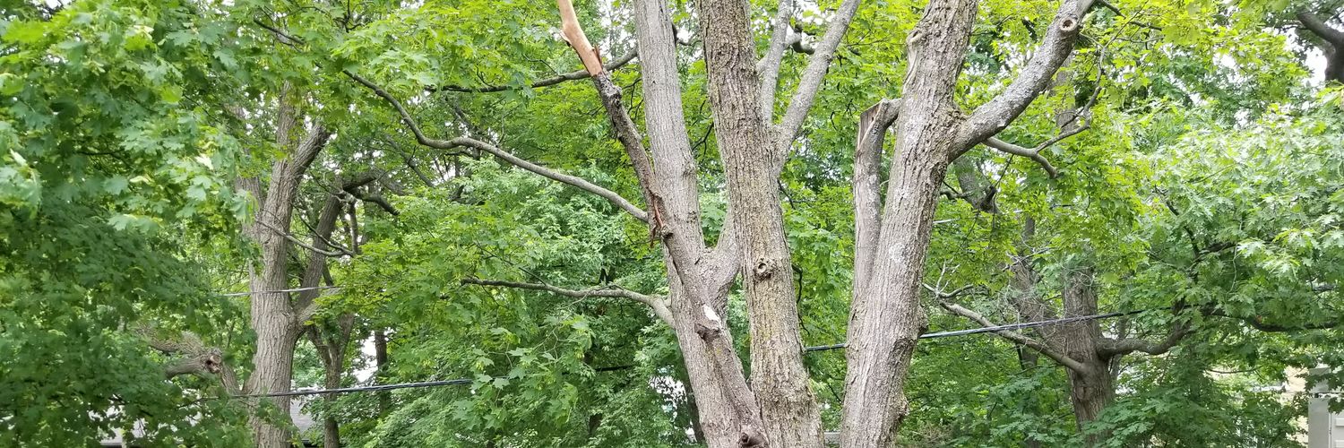 Nicolas Roberge banner