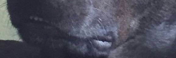 EdiSpeciali's profile banner image