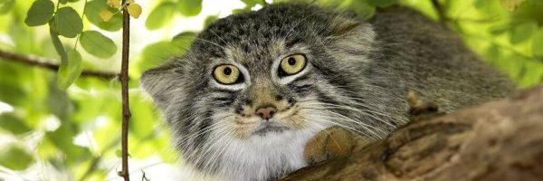 Daily Manul's banner