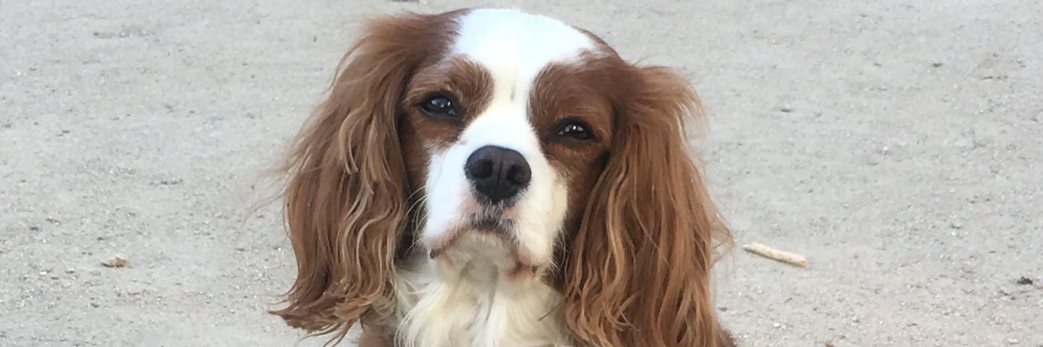 raquelubide's profile banner image