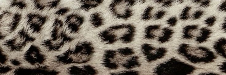 ❀ 𝓪𝓵𝓲𝓬𝓲𝓪 ❀ banner
