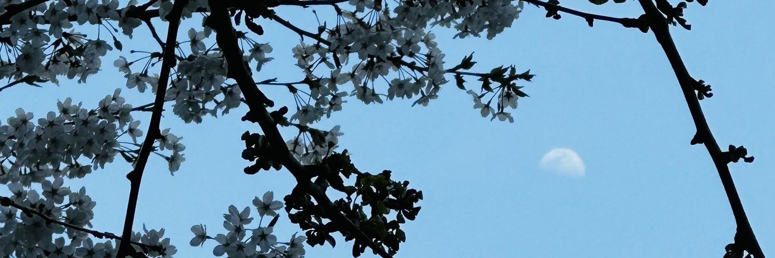 dohmarkiesoo's profile banner image