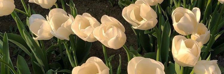 lillyliebb's profile banner image