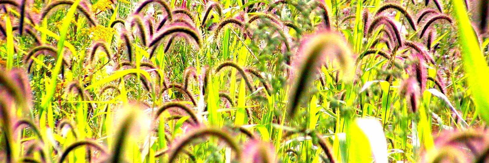 gdb_1960's profile banner image