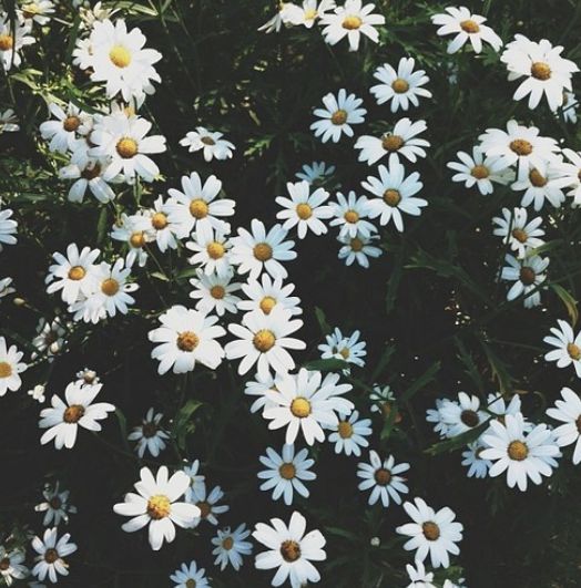 florguitart's profile banner image