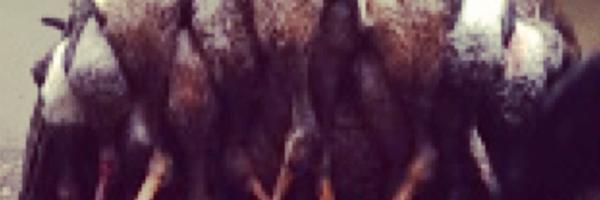 RangerGross Profile Banner