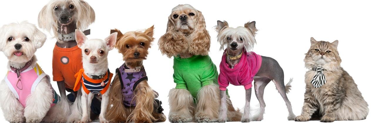 GroovyPoshPets's profile banner image