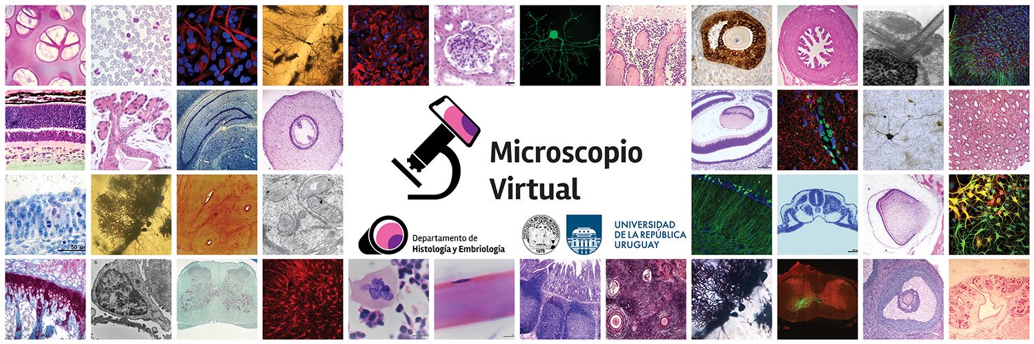 Microscopio Virtual's banner
