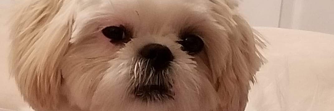 dinalhh's profile banner image