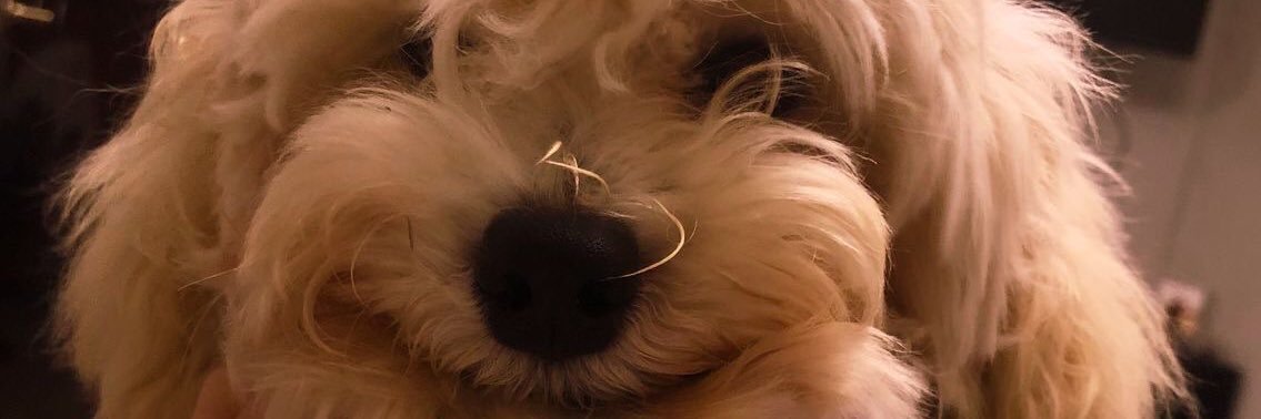 nikimdvl's profile banner image