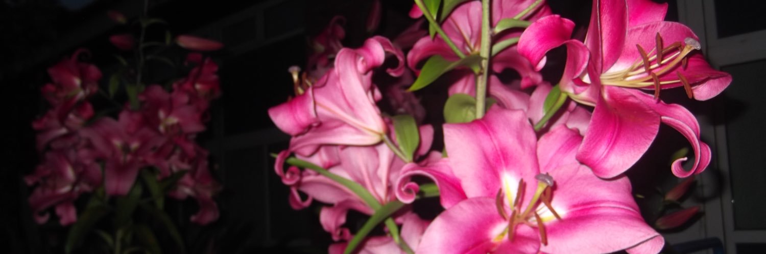 isabelle 📸 banner