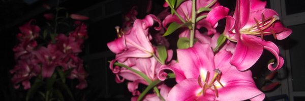 moopeaii Profile Banner