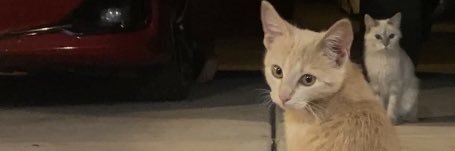 Alexand_asofty's profile banner image