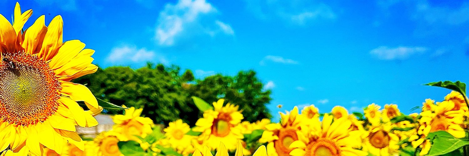 Sunflower 🌻 banner