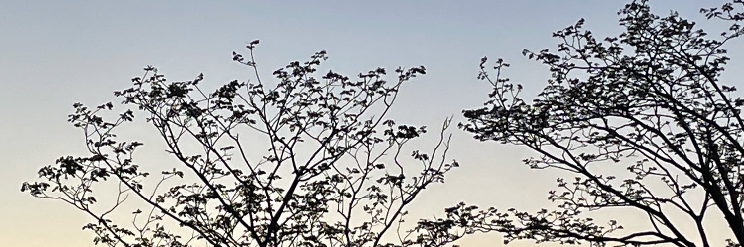 Max24137450a's profile banner image