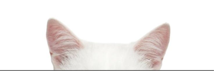 cinderellaczi's profile banner image