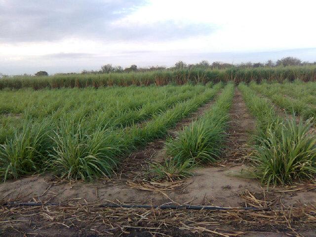 Robin Castro 🇻🇪 banner