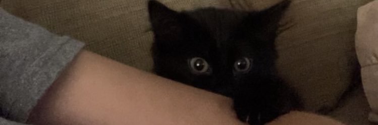 Allison_Muehl's profile banner image