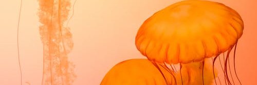 Brendan banner