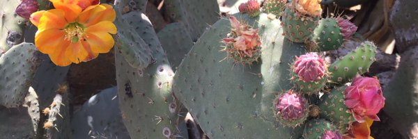 hyphaltip Profile Banner