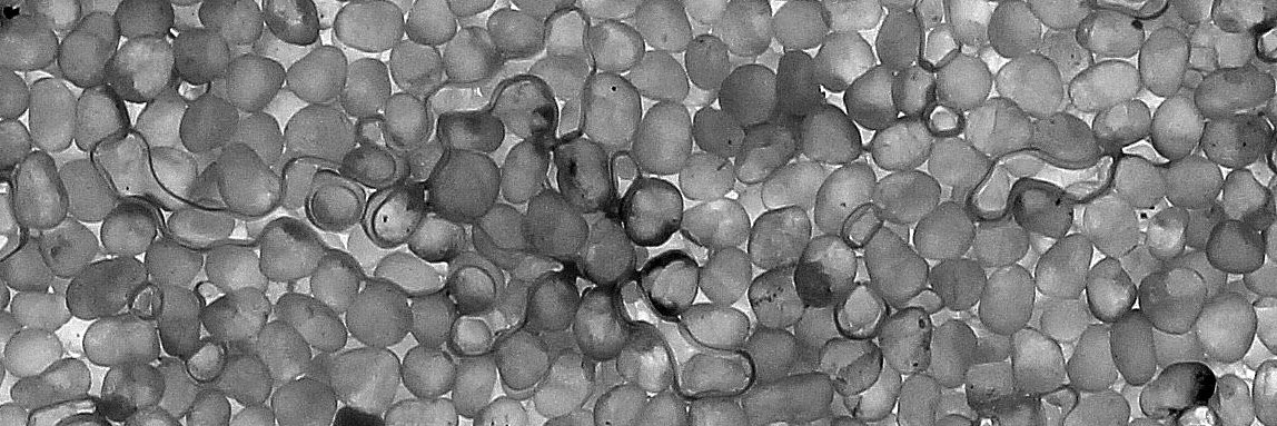 Kevin Mumford banner