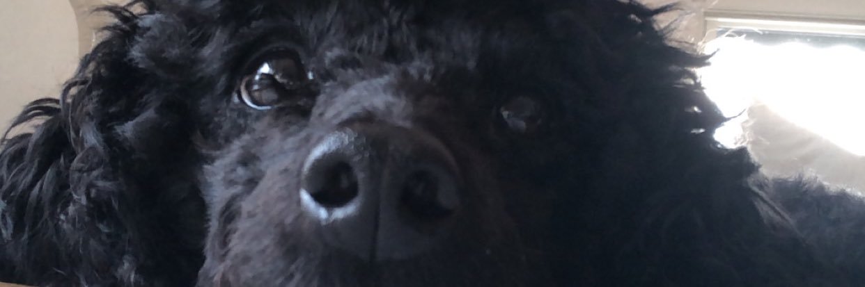 annazweiniger's profile banner image