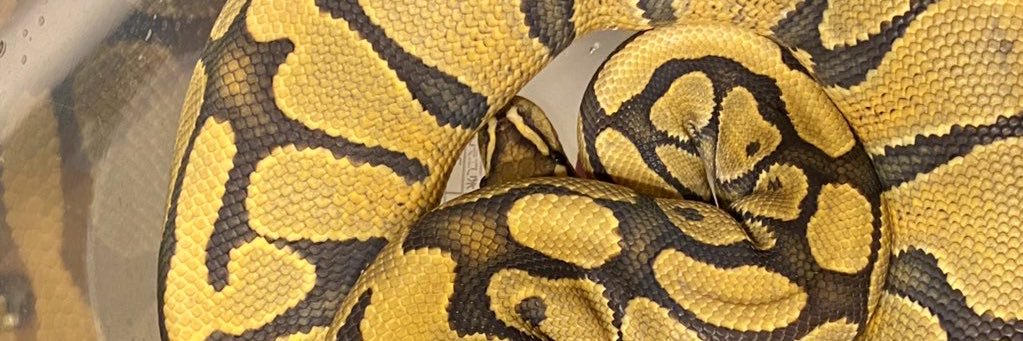 ぶっ殺してやる太郎 banner