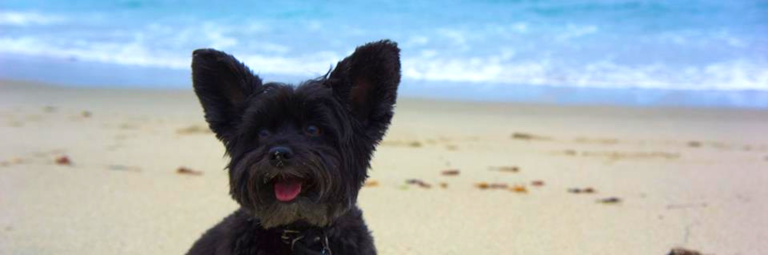 Matthew Witheiler banner