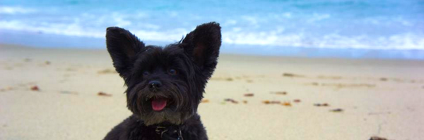 witheiler Profile Banner