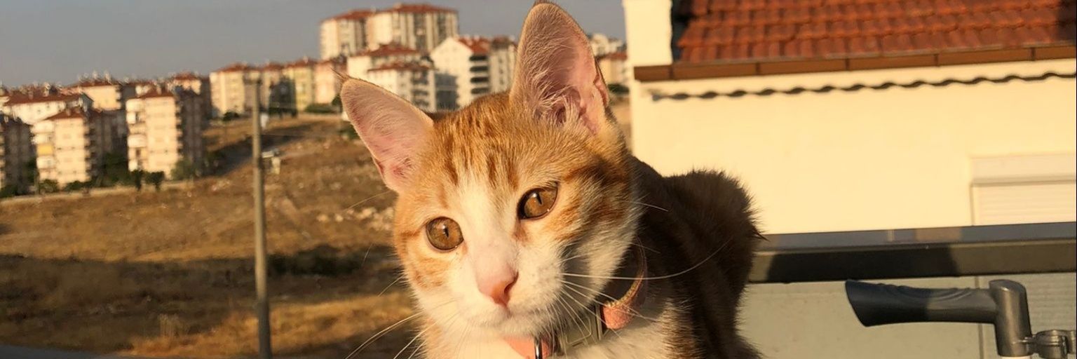 sulekarr's profile banner image