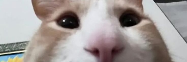 moOo0 banner
