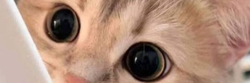 แมวน้อย banner