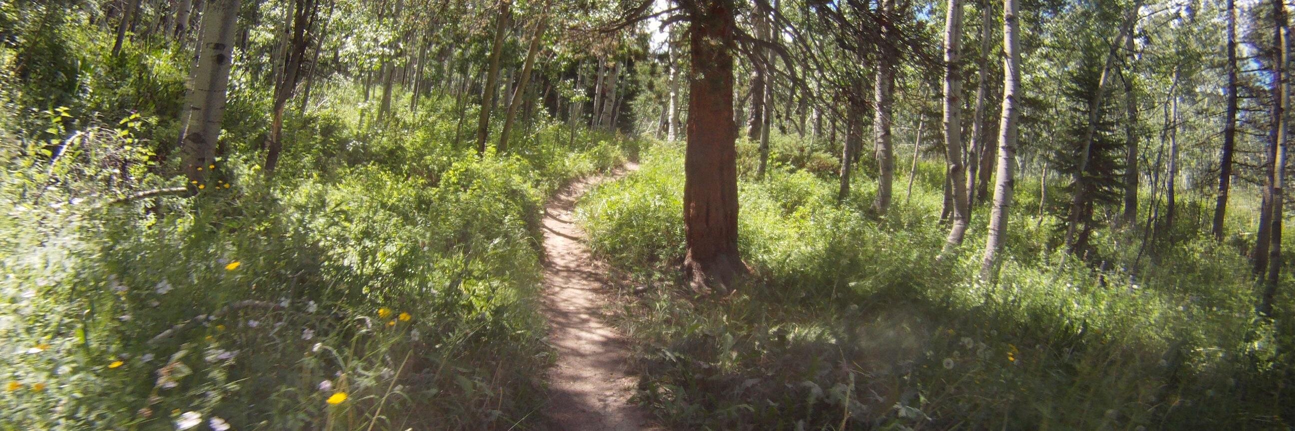 Dr. Sarah McCullough banner