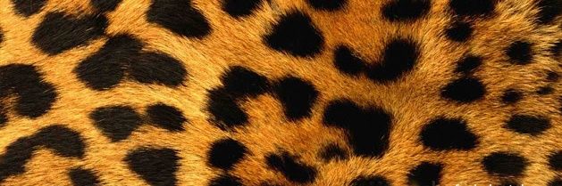 ellyale's profile banner image