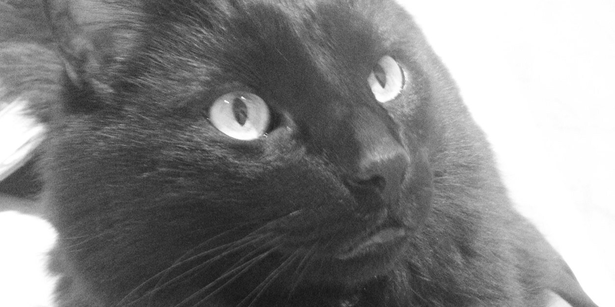 OfficialSkyCat's profile banner image