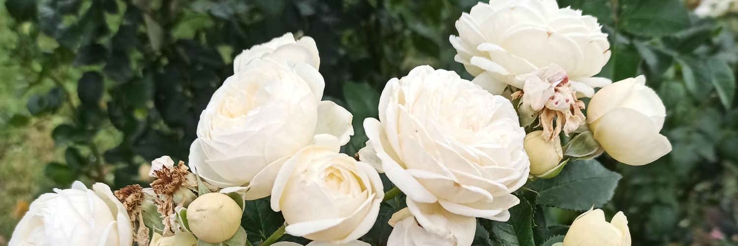 frofea1's profile banner image