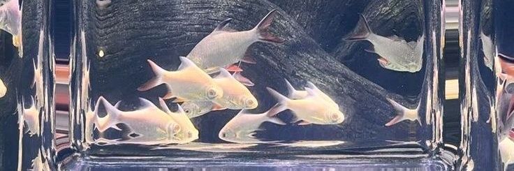 Arle, 26. 🪼 banner