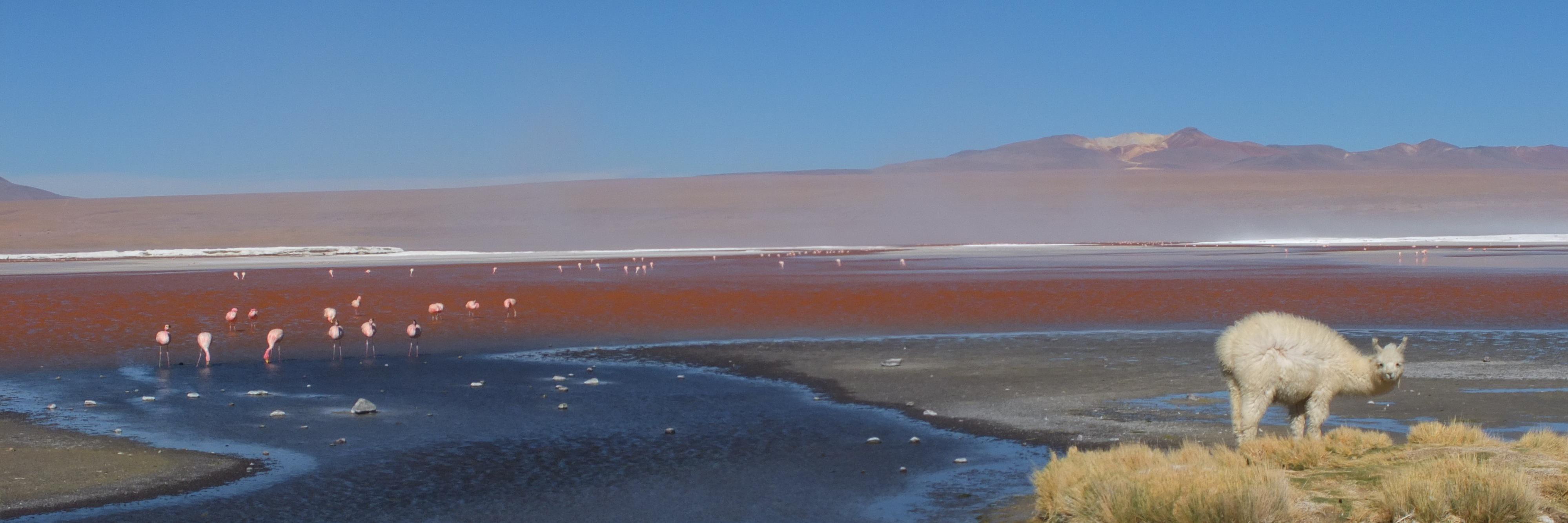 Edward Cronan banner