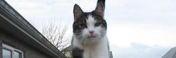 jonnymorris Profile Banner