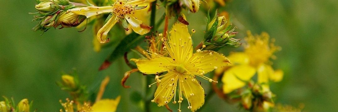 Trezalka Budinsky banner